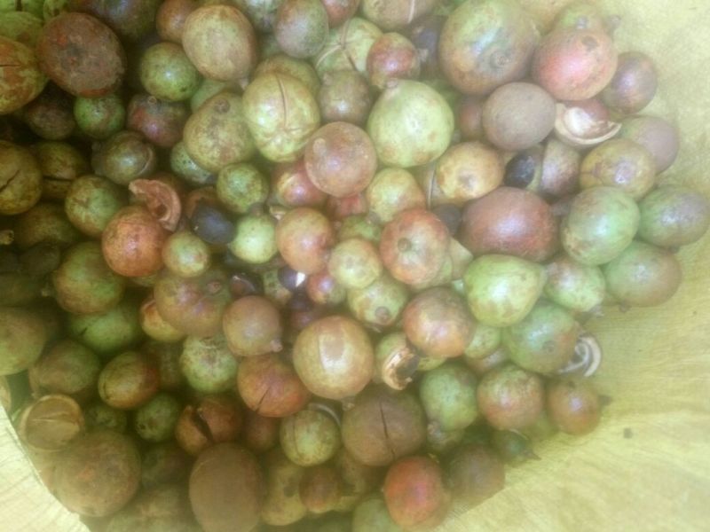 山茶果小籽
