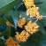 金桂花树苗250cm以上