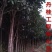 金桂花树苗250cm以上