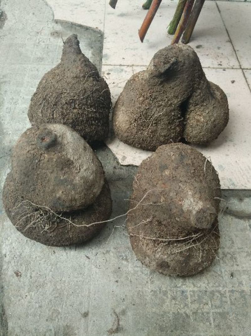朱砂莲野生薯良，朱砂莲，红