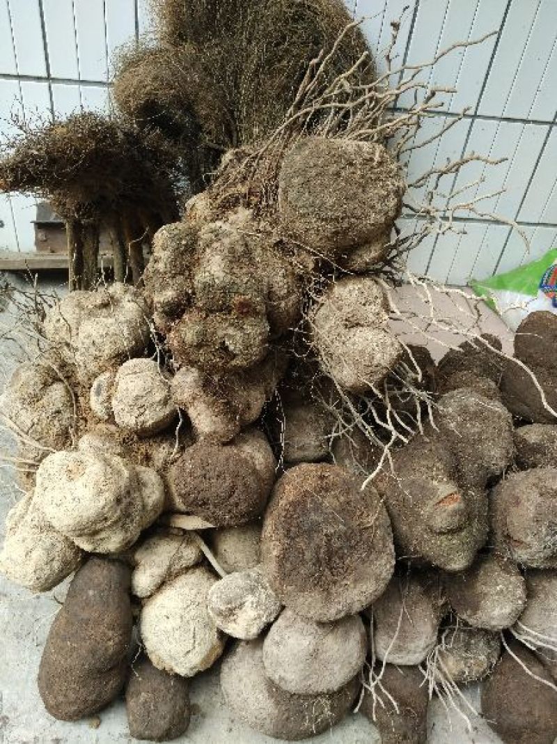 朱砂莲野生薯良，朱砂莲，红