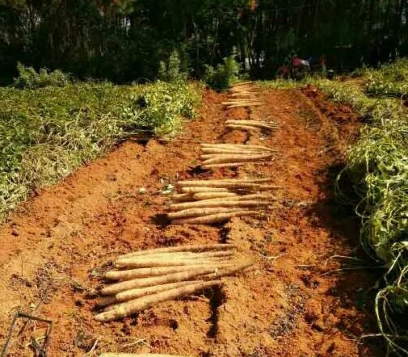 山药淮山药，大量白鬼，黑鬼，滚地龙，条形好，价格优惠。