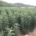 苹果树苗100cm以上