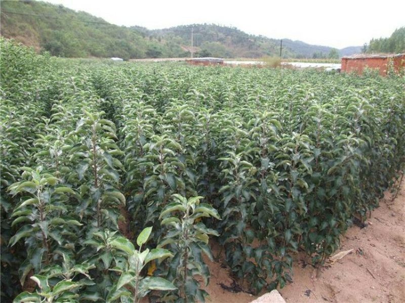苹果树苗100cm以上