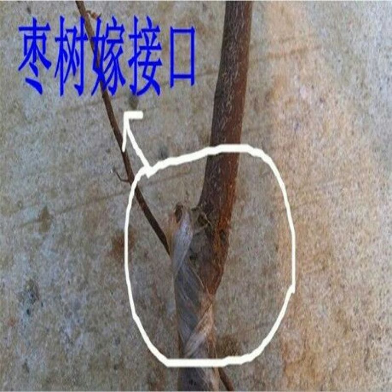 枣树苗50~80cm