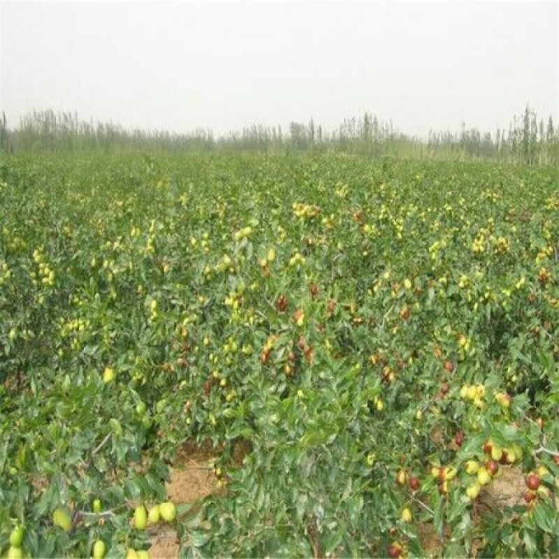 枣树苗50~80cm
