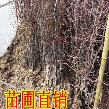 枣树苗50~80cm
