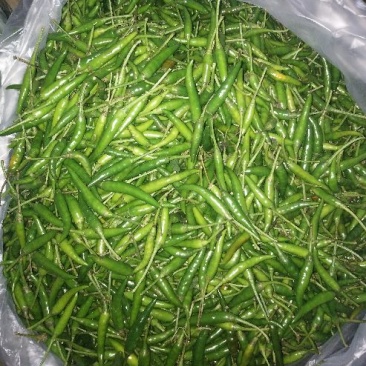 小米椒2~5厘米青特辣