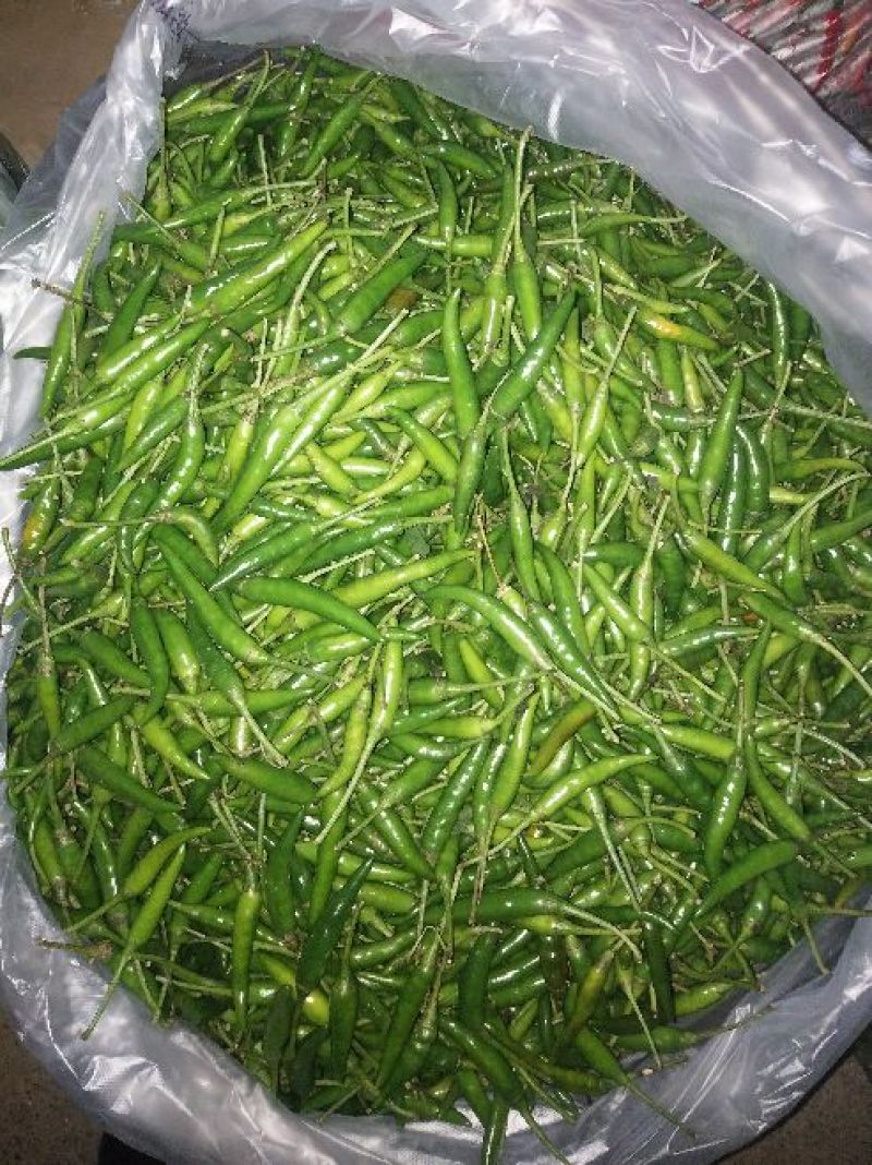 小米椒2~5厘米青特辣