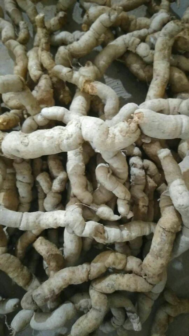 巴戟天一级