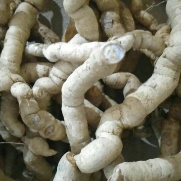 巴戟天一级