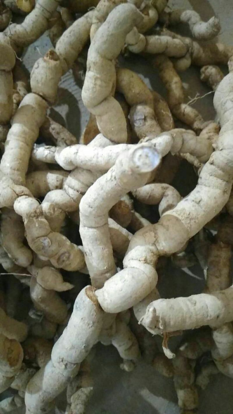巴戟天一级