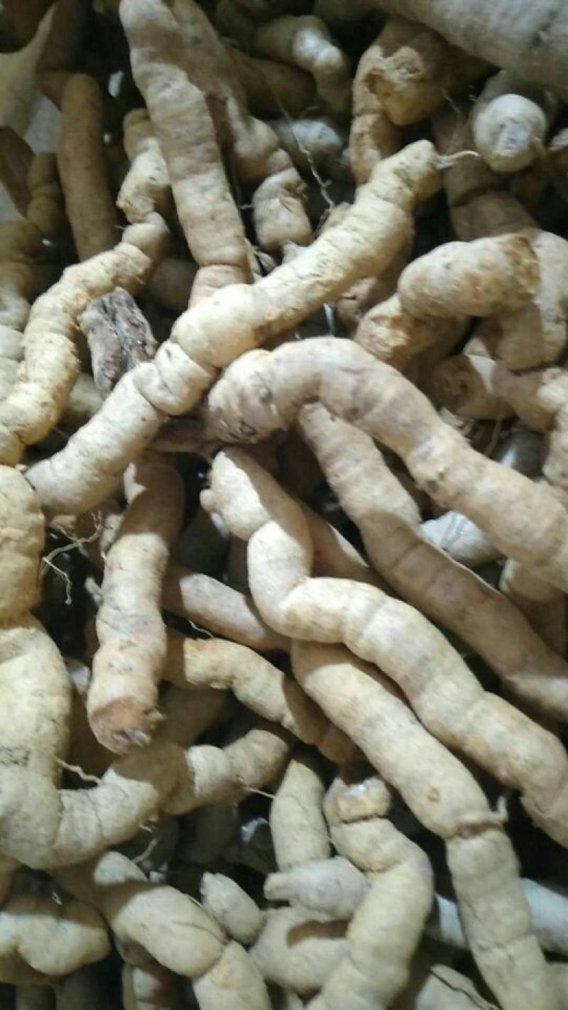 巴戟天一级
