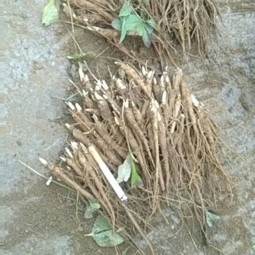 白芍种苗