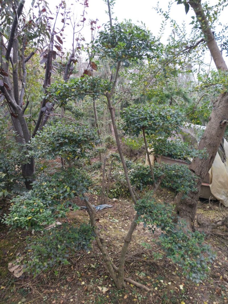 小叶女贞4cm以下