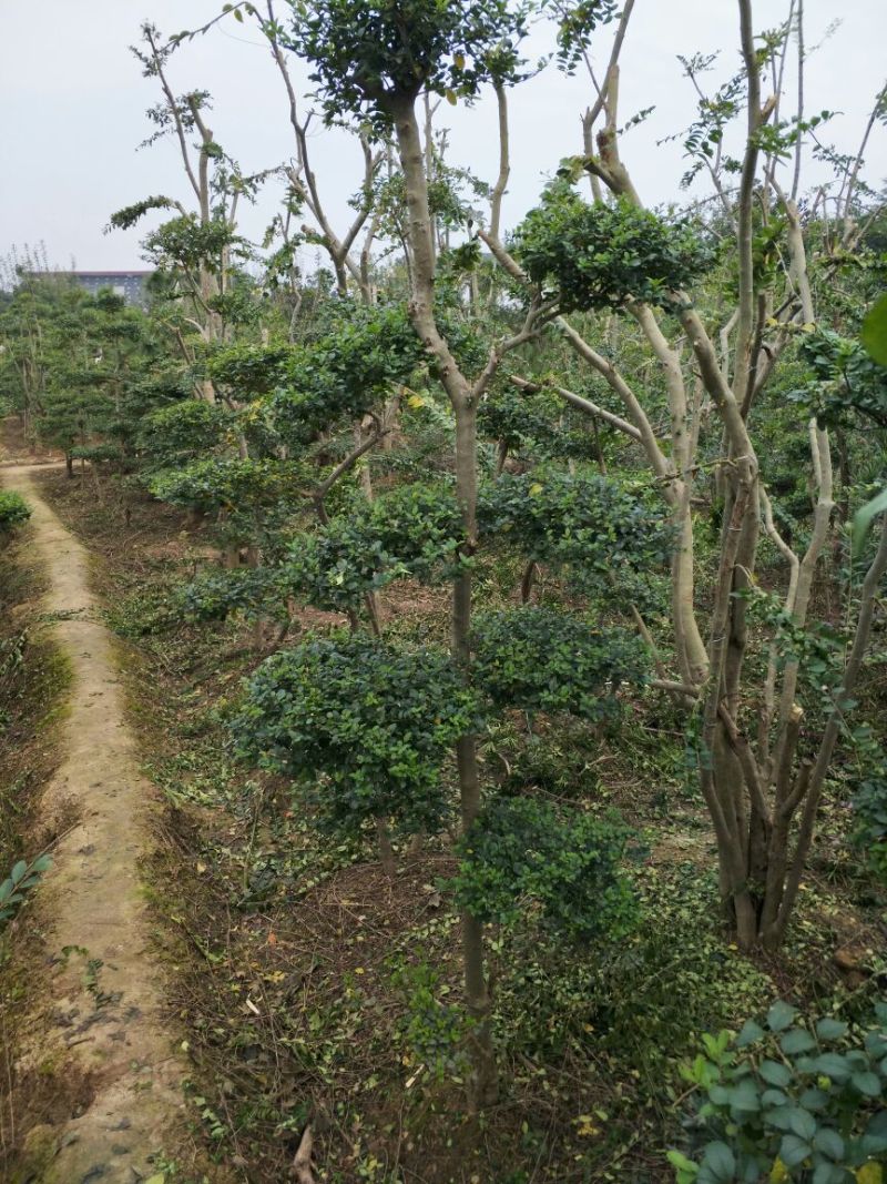 小叶女贞4cm以下