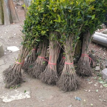 金桂桂花苗桂花树苗园林桂花树苗绿化自产自销批发价