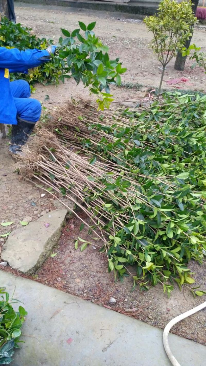 金桂桂花苗桂花树苗园林桂花树苗绿化自产自销批发价