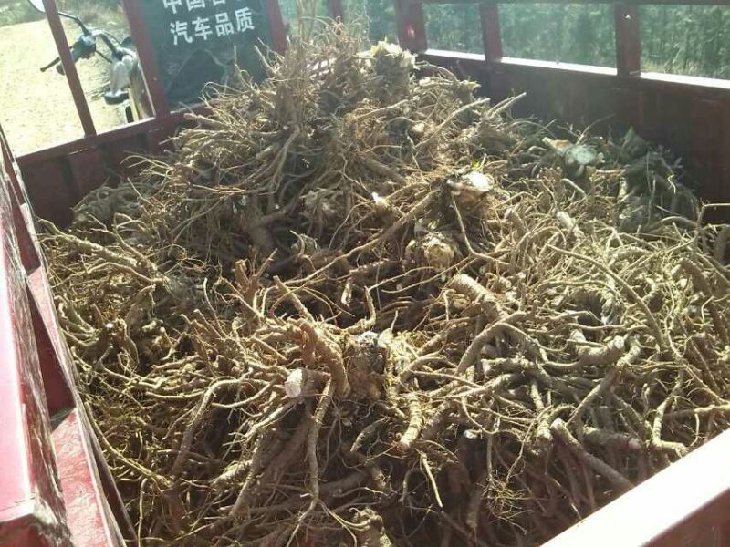 汉源当归（大）～秦当归～甜当归～鲜货～全归