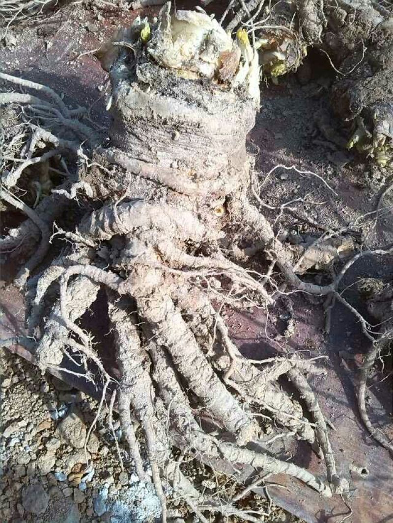汉源当归（大）～秦当归～甜当归～鲜货～全归