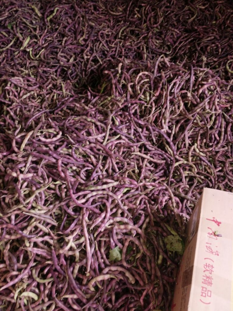 豆角8~15厘米