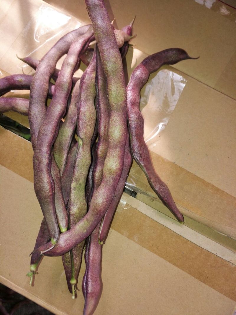 豆角8~15厘米