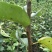 梨树2~4cm0.5~1米