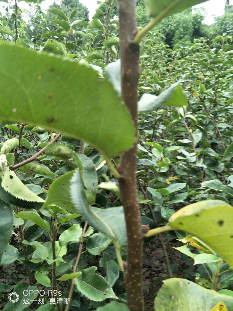 梨树2~4cm0.5~1米