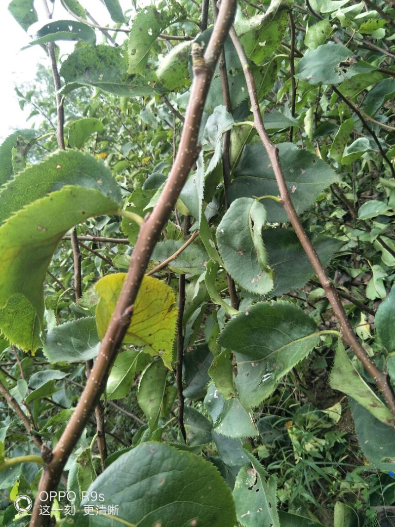 梨树2~4cm0.5~1米