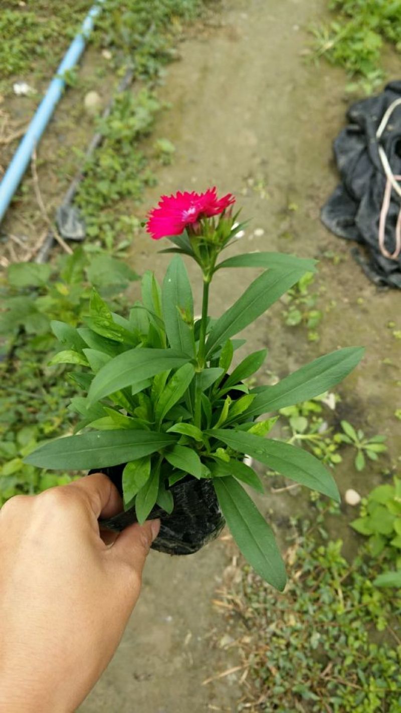 常夏石竹
