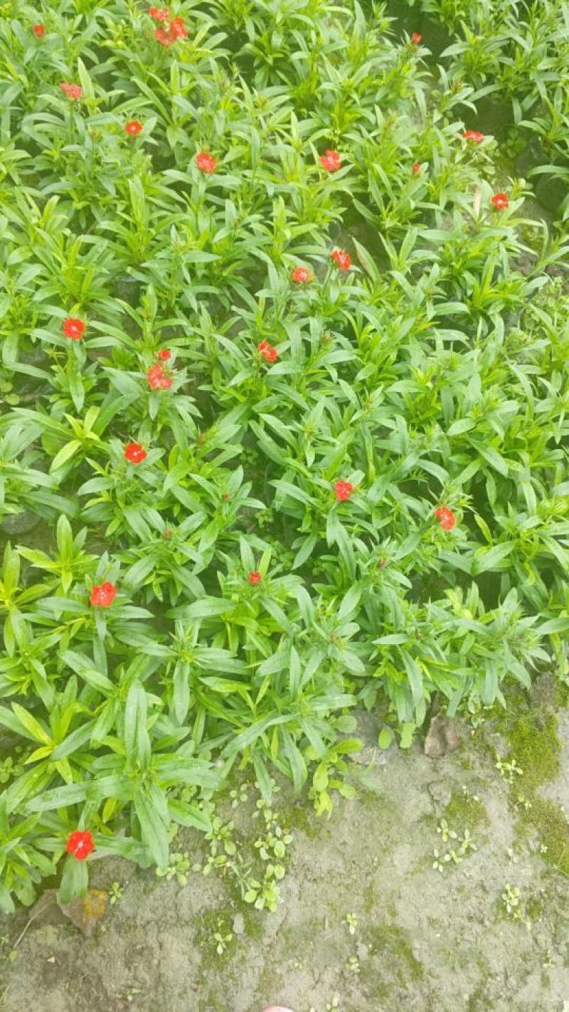 常夏石竹