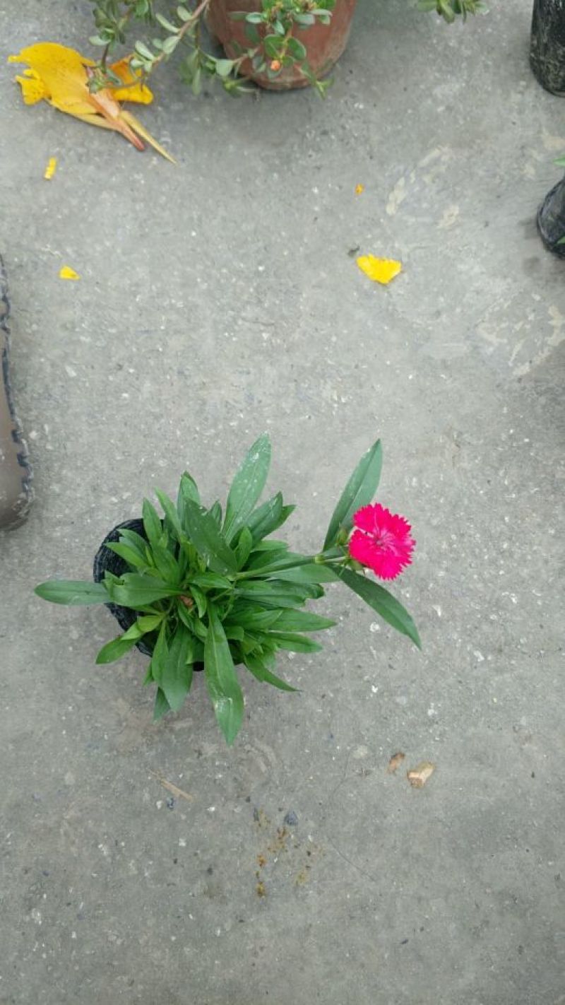 常夏石竹