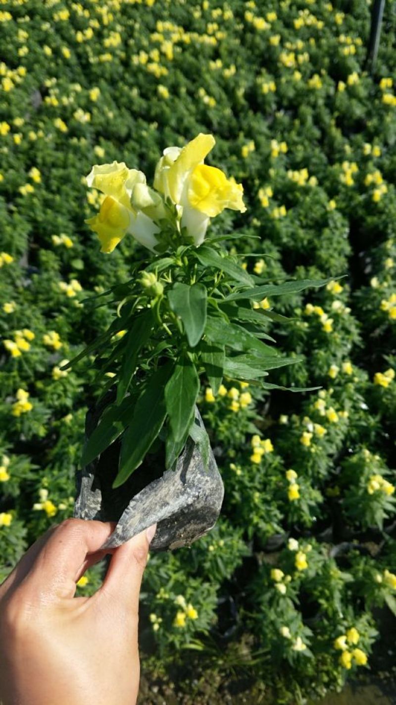 金鱼草