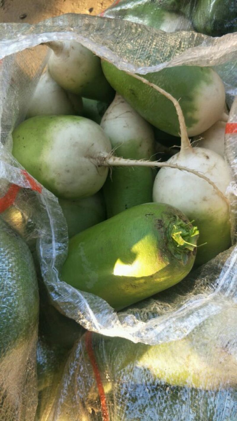 大量精品青萝卜1-1.5，可以供应超市，市场