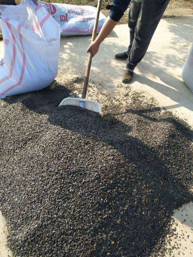 油葵30cm以下