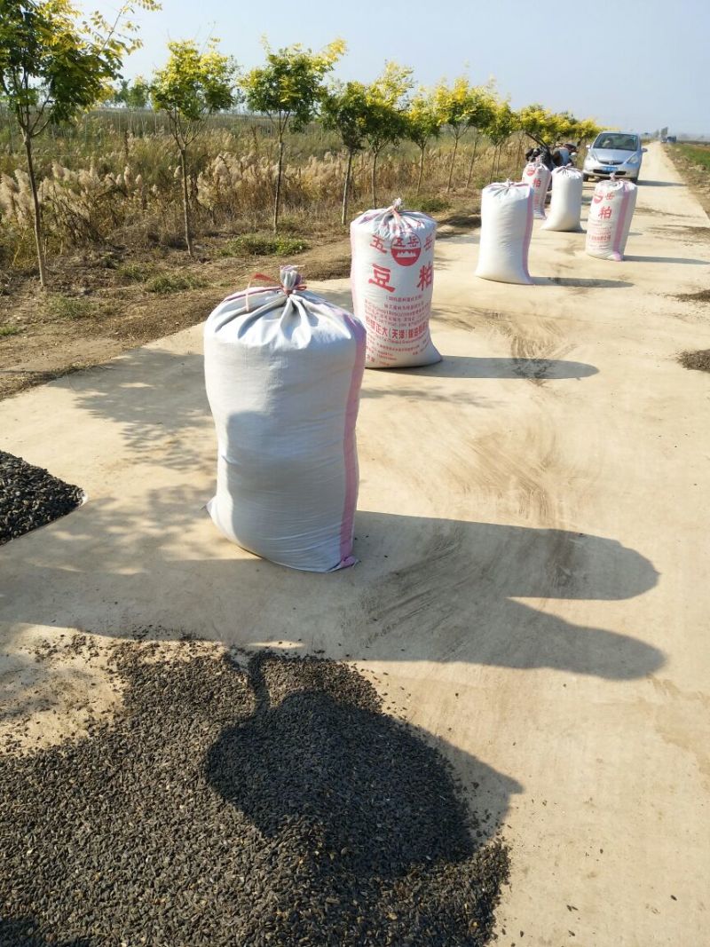 油葵30cm以下