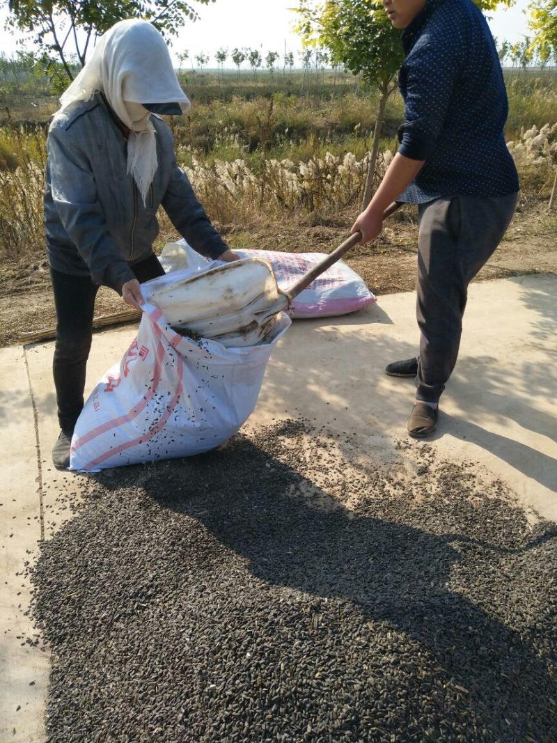 油葵30cm以下