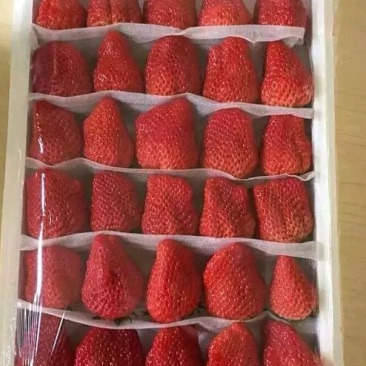 红颜草莓20~30克