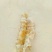 皮皮虾活虾