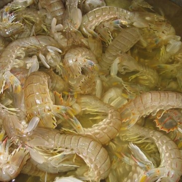皮皮虾活虾