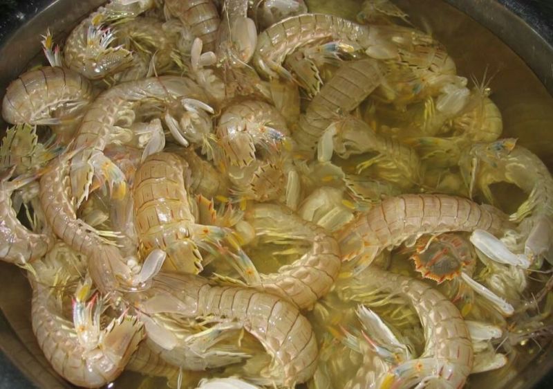 皮皮虾活虾
