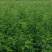 冬桃苗80cm以上载陪技术常年免费，欢迎选购！