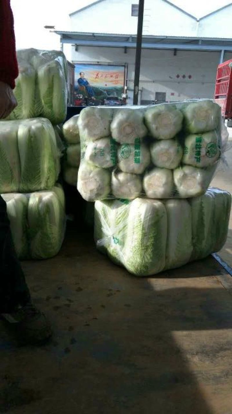 北京三号白菜大量供应冷库白菜