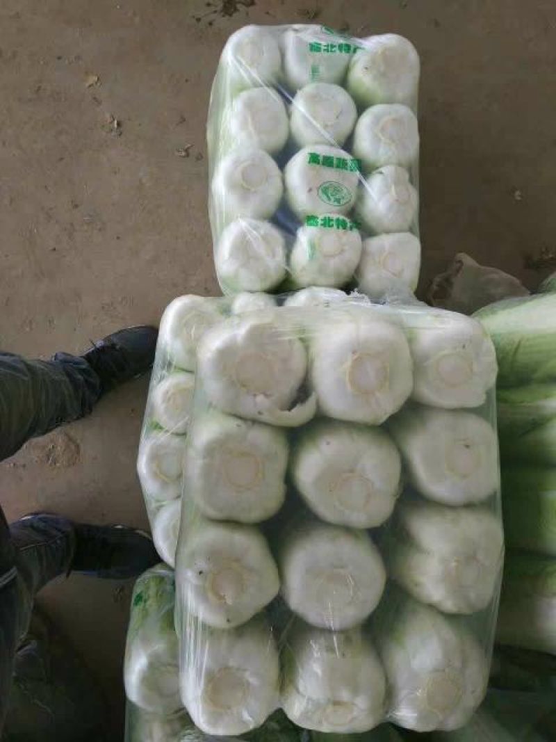 北京三号白菜大量供应冷库白菜