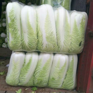 北京三号白菜大量供应冷库白菜