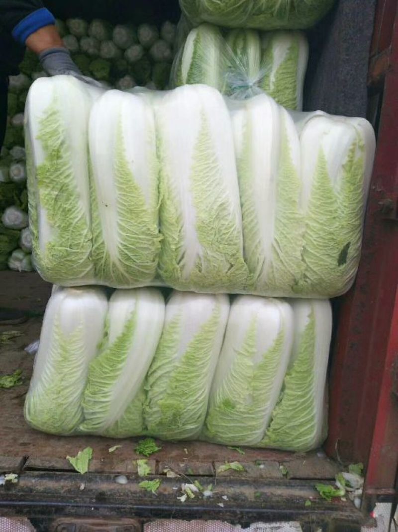 北京三号白菜大量供应冷库白菜