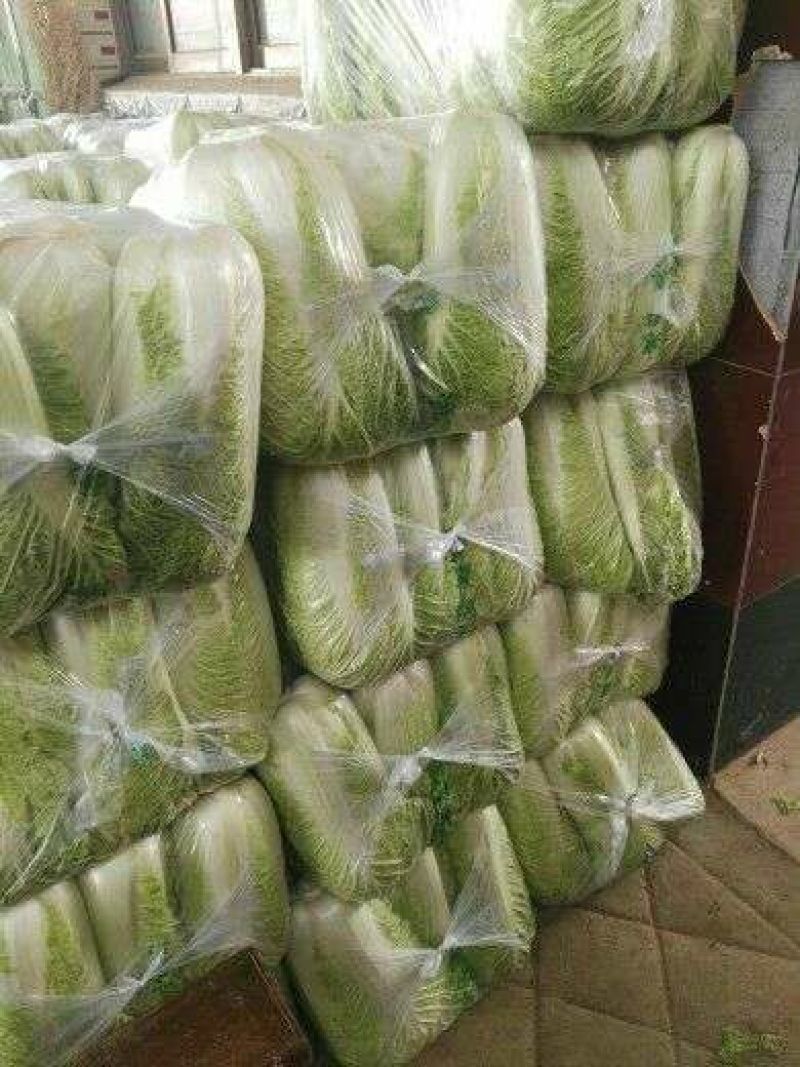 北京三号白菜大量供应冷库白菜