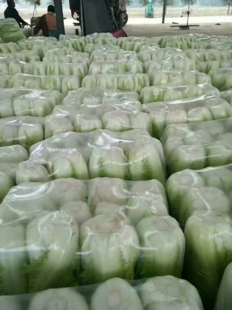 北京三号白菜大量供应冷库白菜