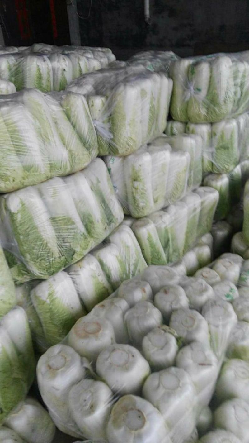 北京三号白菜大量供应冷库白菜