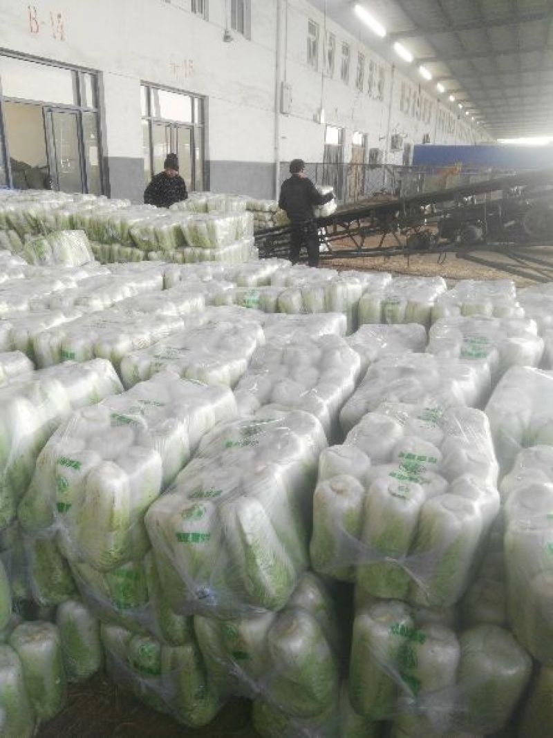 北京三号白菜大量供应冷库白菜